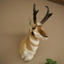 Supporto a forcella Pronghorn, testa imbalsamata, altezza 89 cm, con autorizzazione alla vendita