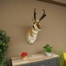 Supporto a forcella Pronghorn, testa imbalsamata, altezza 89 cm, con autorizzazione alla vendita