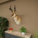 Supporto a forcella Pronghorn, testa imbalsamata, altezza 89 cm, con autorizzazione alla vendita