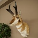 Supporto a forcella Pronghorn, testa imbalsamata, altezza 89 cm, con autorizzazione alla vendita