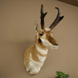 Supporto a forcella Pronghorn, testa imbalsamata, altezza 89 cm, con autorizzazione alla vendita