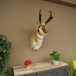 Supporto a forcella Pronghorn, testa imbalsamata, altezza 89 cm, con autorizzazione alla vendita