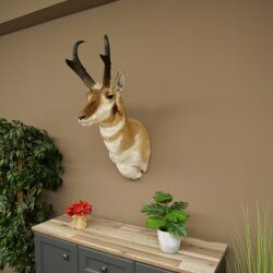 Supporto a forcella Pronghorn, testa imbalsamata, altezza 89 cm, con autorizzazione alla vendita