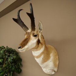 Supporto a forcella Pronghorn, testa imbalsamata, altezza 89 cm, con autorizzazione alla vendita