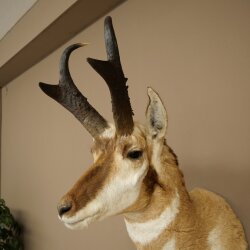 Supporto a forcella Pronghorn, testa imbalsamata, altezza 89 cm, con autorizzazione alla vendita