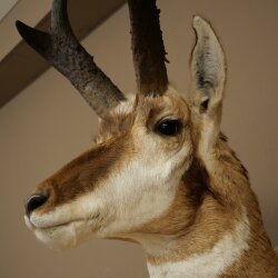 Supporto a forcella Pronghorn, testa imbalsamata, altezza 89 cm, con autorizzazione alla vendita
