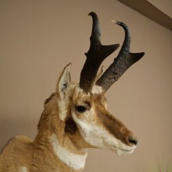 Supporto a forcella Pronghorn, testa imbalsamata, altezza 89 cm, con autorizzazione alla vendita