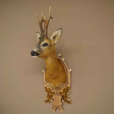 Roebuck Head Mount, New, Height 81 cm, Antlers, Roebuck Head Mount on a Carved Trophy Shield 85.11.118