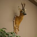Testa di capriolo imbalsamata, nuova, altezza 81 cm....