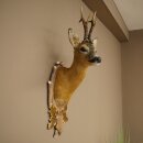 Roebuck Head Mount, New, Height 81 cm, Antlers, Roebuck Head Mount on a Carved Trophy Shield 85.11.118