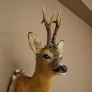 Roebuck Head Mount, New, Height 81 cm, Antlers, Roebuck Head Mount on a Carved Trophy Shield 85.11.118