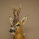 Roebuck Head Mount, New, Height 81 cm, Antlers, Roebuck Head Mount on a Carved Trophy Shield 85.11.118