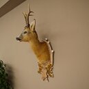 Roebuck Head Mount, New, Height 81 cm, Antlers, Roebuck Head Mount on a Carved Trophy Shield 85.11.118