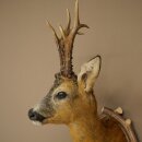 Roebuck Head Mount, New, Height 81 cm, Antlers, Roebuck Head Mount on a Carved Trophy Shield 85.11.118