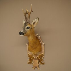 Roebuck Head Mount, New, Height 81 cm, Antlers, Roebuck Head Mount on a Carved Trophy Shield 85.11.118