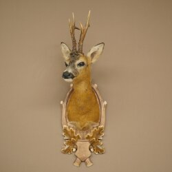 Roebuck Head Mount, New, Height 81 cm, Antlers, Roebuck Head Mount on a Carved Trophy Shield 85.11.118