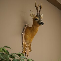 Roebuck Head Mount, New, Height 81 cm, Antlers, Roebuck Head Mount on a Carved Trophy Shield 85.11.118