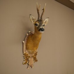 Roebuck Head Mount, New, Height 81 cm, Antlers, Roebuck Head Mount on a Carved Trophy Shield 85.11.118