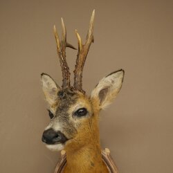 Roebuck Head Mount, New, Height 81 cm, Antlers, Roebuck Head Mount on a Carved Trophy Shield 85.11.118