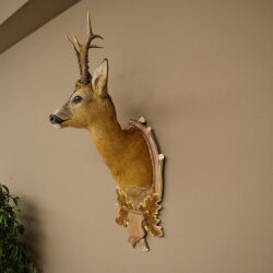 Roebuck Head Mount, New, Height 81 cm, Antlers, Roebuck Head Mount on a Carved Trophy Shield 85.11.118