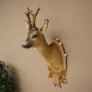 Testa di capriolo imbalsamata, nuova, altezza 78 cm....