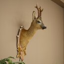Testa di capriolo imbalsamata, nuova, altezza 78 cm....