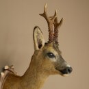 Roebuck Head Mount, New, Height 78 cm, Antlers, Roebuck Head Mount on a Carved Trophy Shield 85.11.119