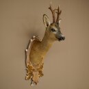 Roebuck Head Mount, New, Height 78 cm, Antlers, Roebuck Head Mount on a Carved Trophy Shield 85.11.119