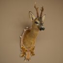Roebuck Head Mount, New, Height 78 cm, Antlers, Roebuck Head Mount on a Carved Trophy Shield 85.11.119