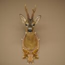 Roebuck Head Mount, New, Height 78 cm, Antlers, Roebuck Head Mount on a Carved Trophy Shield 85.11.119