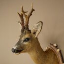 Roebuck Head Mount, New, Height 78 cm, Antlers, Roebuck Head Mount on a Carved Trophy Shield 85.11.119