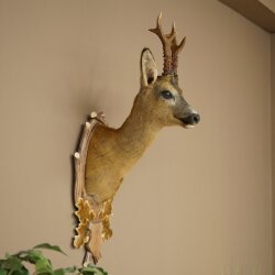 Roebuck Head Mount, New, Height 78 cm, Antlers, Roebuck Head Mount on a Carved Trophy Shield 85.11.119