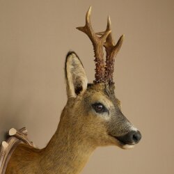 Roebuck Head Mount, New, Height 78 cm, Antlers, Roebuck Head Mount on a Carved Trophy Shield 85.11.119
