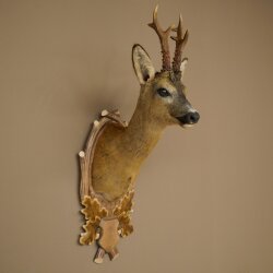 Roebuck Head Mount, New, Height 78 cm, Antlers, Roebuck Head Mount on a Carved Trophy Shield 85.11.119