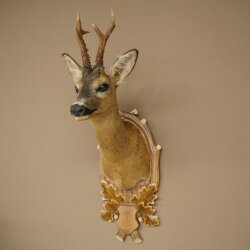 Roebuck Head Mount, New, Height 78 cm, Antlers, Roebuck Head Mount on a Carved Trophy Shield 85.11.119