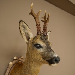 Roebuck Head Mount, New, Height 78 cm, Antlers, Roebuck Head Mount on a Carved Trophy Shield 85.11.119