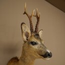 Roebuck Head Mount, New, Height 60 cm, Antlers, Roebuck Head Mount 85.11.120