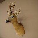 Roebuck Head Mount, New, Height 60 cm, Antlers, Roebuck Head Mount 85.11.120