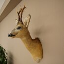 Roebuck Head Mount, New, Height 60 cm, Antlers, Roebuck Head Mount 85.11.120