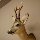 Roebuck Head Mount, New, Height 60 cm, Antlers, Roebuck Head Mount 85.11.120