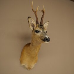Roebuck Head Mount, New, Height 60 cm, Antlers, Roebuck Head Mount 85.11.120