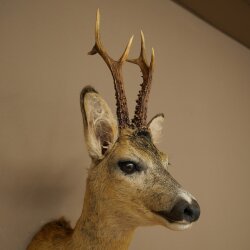 Roebuck Head Mount, New, Height 60 cm, Antlers, Roebuck Head Mount 85.11.120