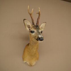 Roebuck Head Mount, New, Height 60 cm, Antlers, Roebuck Head Mount 85.11.120