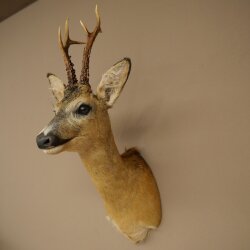 Roebuck Head Mount, New, Height 60 cm, Antlers, Roebuck Head Mount 85.11.120