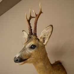 Roebuck Head Mount, New, Height 60 cm, Antlers, Roebuck Head Mount 85.11.120