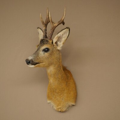 Roebuck Head Mount, New, Height 58 cm, Antlers, Roebuck Head Mount 85.11.121