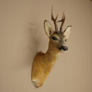 Testa di capriolo imbalsamata, nuova, altezza 58 cm,...