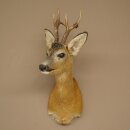 Roebuck Head Mount, New, Height 58 cm, Antlers, Roebuck Head Mount 85.11.121