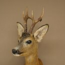 Roebuck Head Mount, New, Height 58 cm, Antlers, Roebuck Head Mount 85.11.121