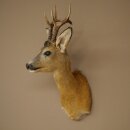 Roebuck Head Mount, New, Height 58 cm, Antlers, Roebuck Head Mount 85.11.121